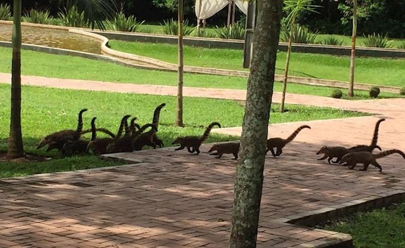 14. Maleni dinosaurići u bijegu?