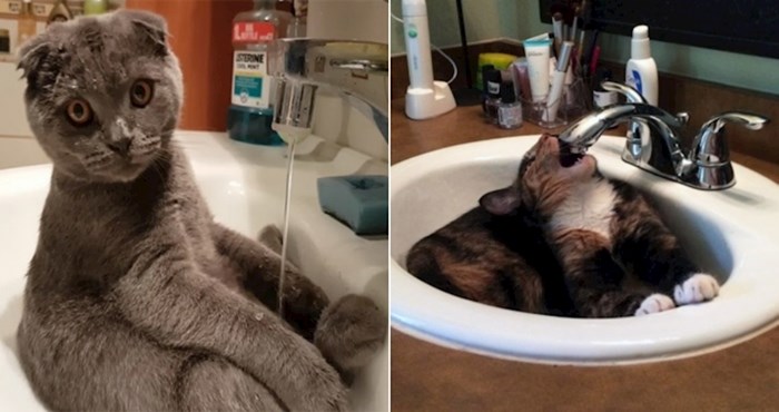 20 mačaka koje imaju poseban odnos s umivaonicima