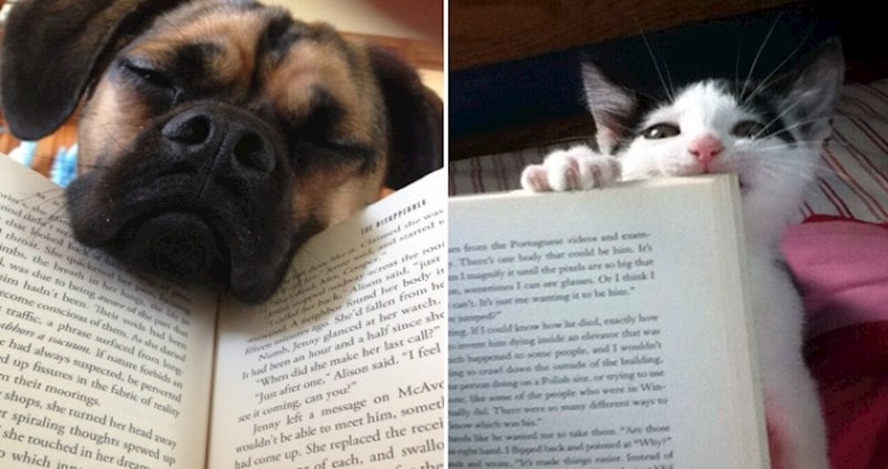 Dosadni kućni ljubimci koji vlasnicima ne daju čitati knjigu u miru