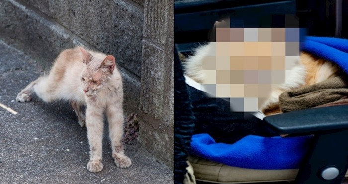 Dirnut će vas transformacija ovog bolesnog uličnog mačka