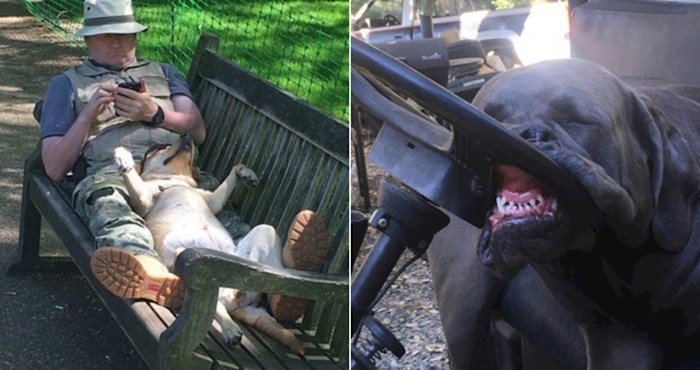 20+ blesavih pasa koji su zaspali u čudnim pozama i postali hit na internetu