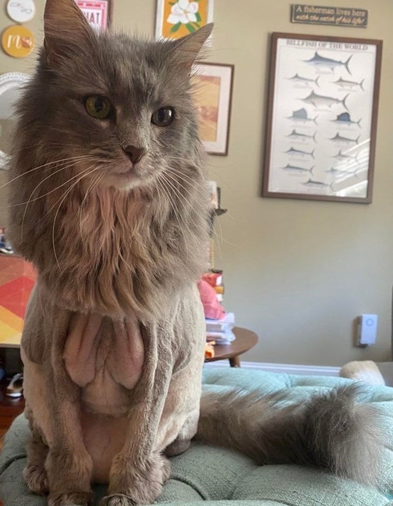 1. Odveli smo mačku na šišanje. Ne možemo se prestati smijati...