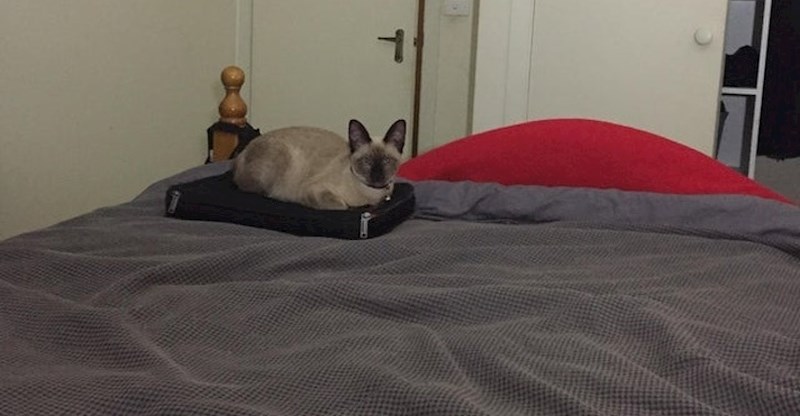 "Naravno da je izabrala moj laptop koji mi treba za spavanje."