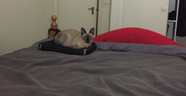 "Naravno da je izabrala moj laptop koji mi treba za spavanje."