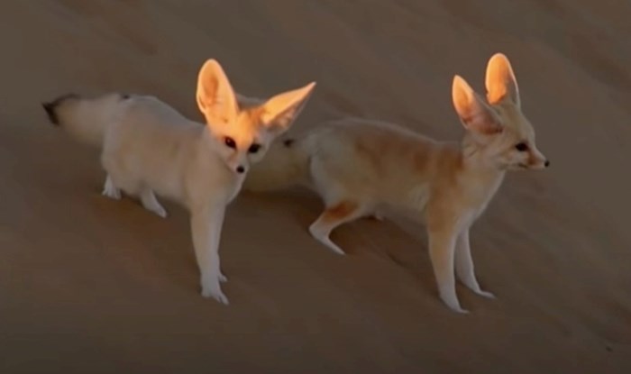 VIDEO 15 vrsta lisica za koje nećete moći vjerovati da postoje