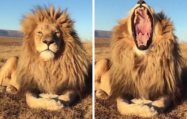 13. Nismo znali da su lavova usta toliko velika...