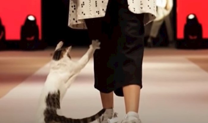 VIDEO Mačka je upala na modnu reviju i ukrala show modelima