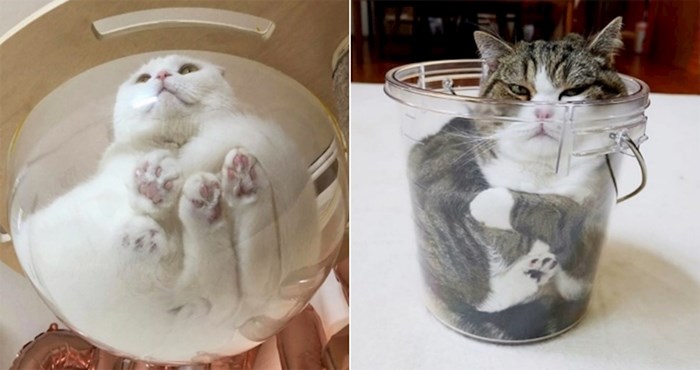 23 čudnih mačaka kojima su staklene zdjele udobnije od bilo kakvog kreveta