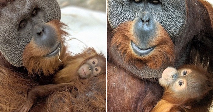 Mužjak orangutana pokazao svoju nježnu stranu, preuzeo je brigu za mladunče bez majke
