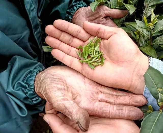 3. "Moje ruke i ruke radnika na farmi čaja u Kini"