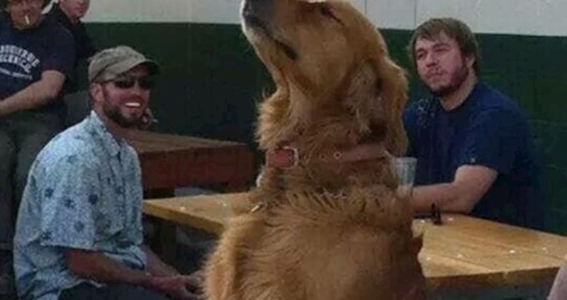 Nećete moći vjerovati kad vidite što ovaj spretni pas drži na glavi