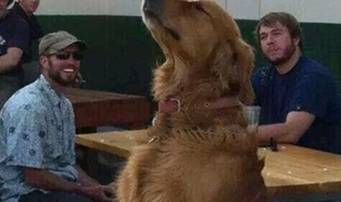 Nećete moći vjerovati kad vidite što ovaj spretni pas drži na glavi