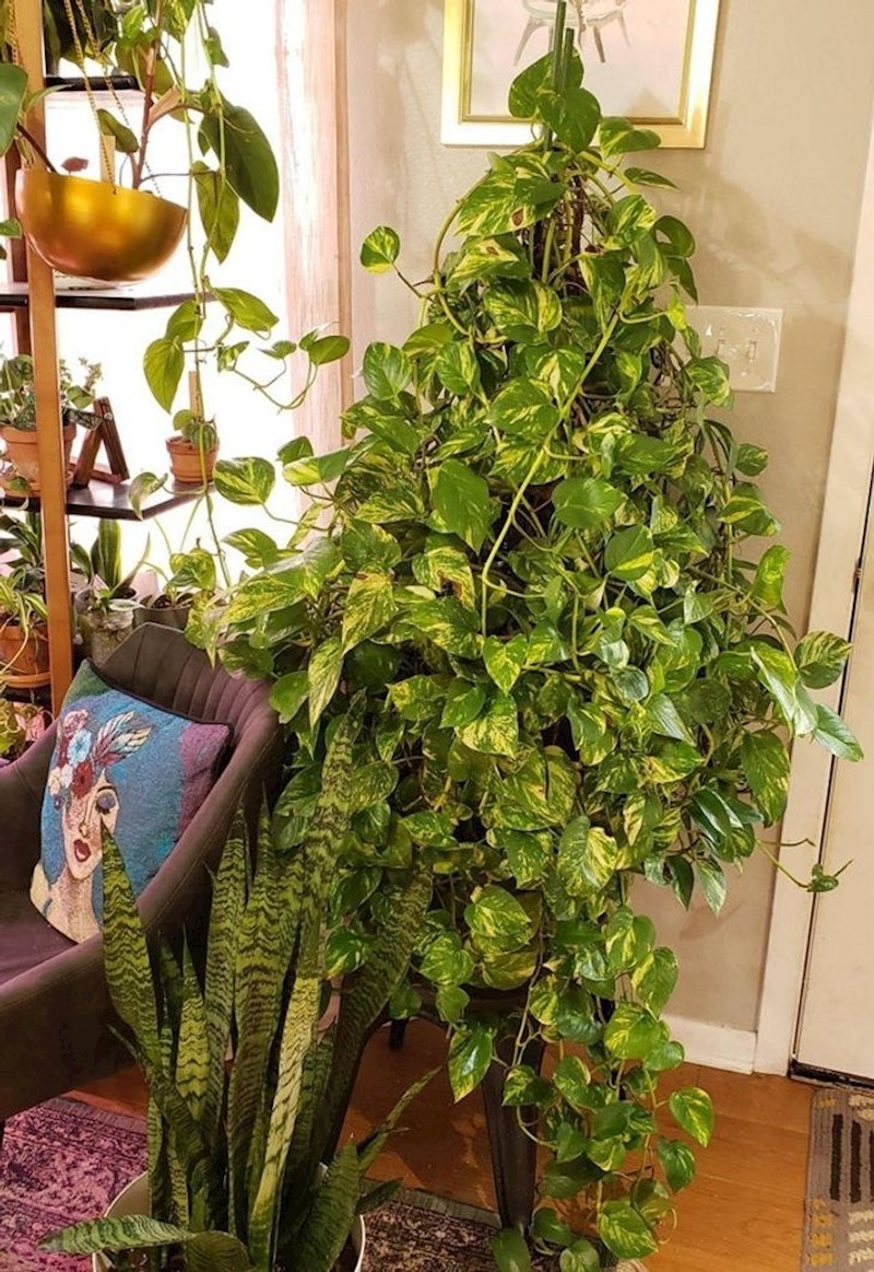 9. Naslijedila sam ovu prekrasnu biljku koja je stara preko 30 godina!