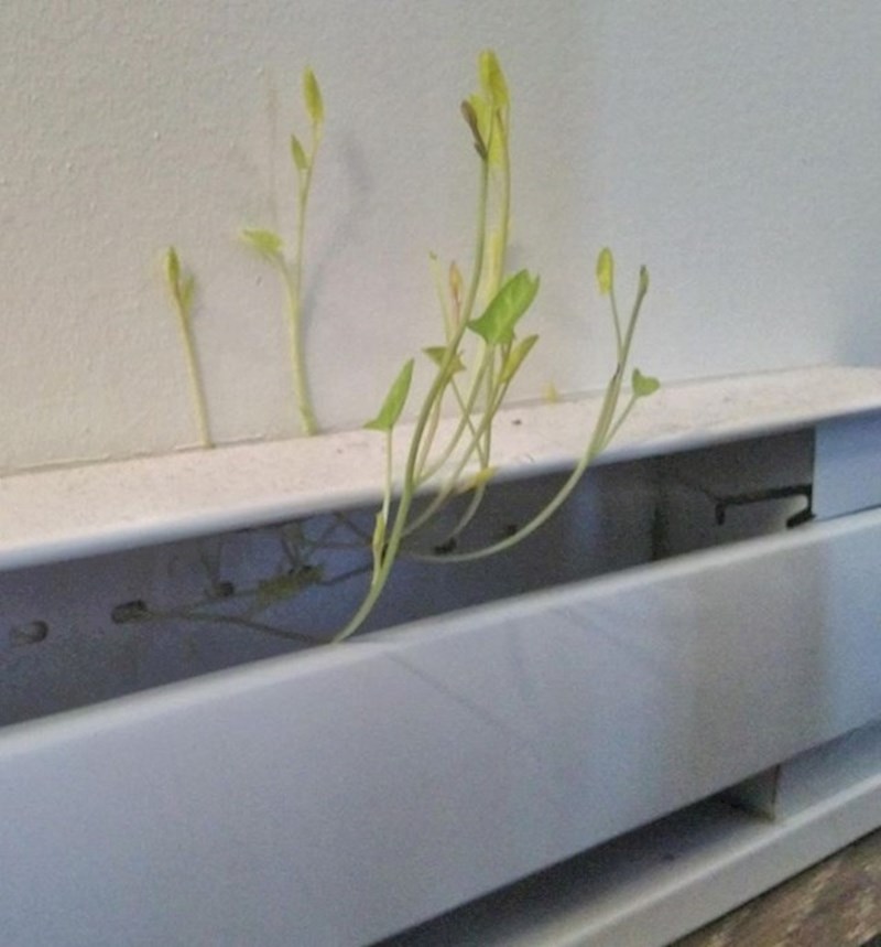 6. Iz grijalice u dnevnoj im je nešto proklijalo