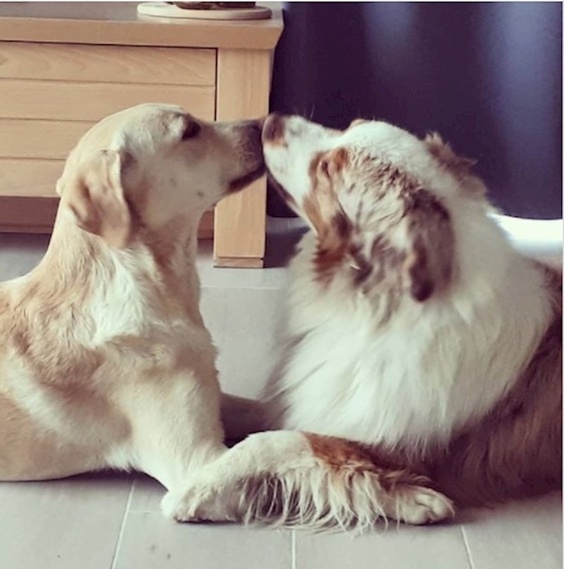 7. Bore se poljupcima😍