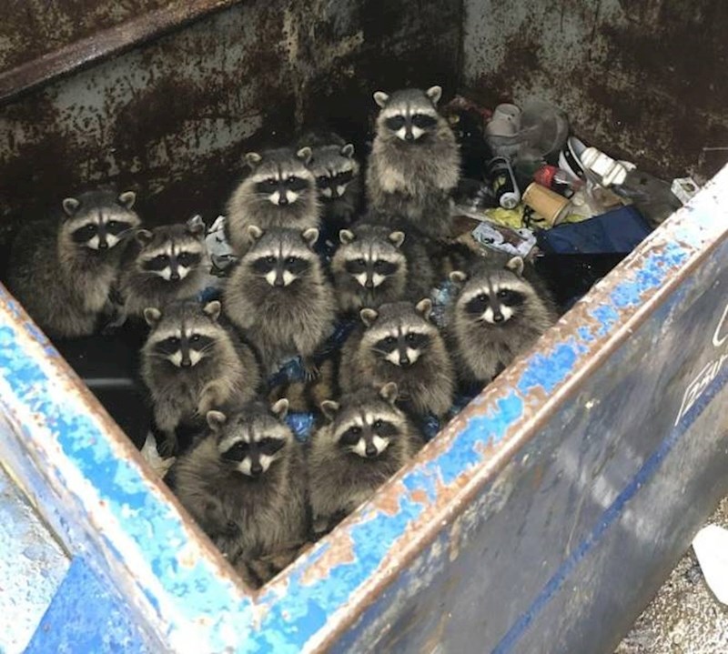 1. Išla sam baciti smeće i ugledala ovu ekipu