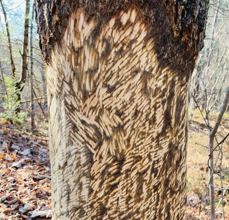 Tragovi na drvetu koje je napravio dikobraz.