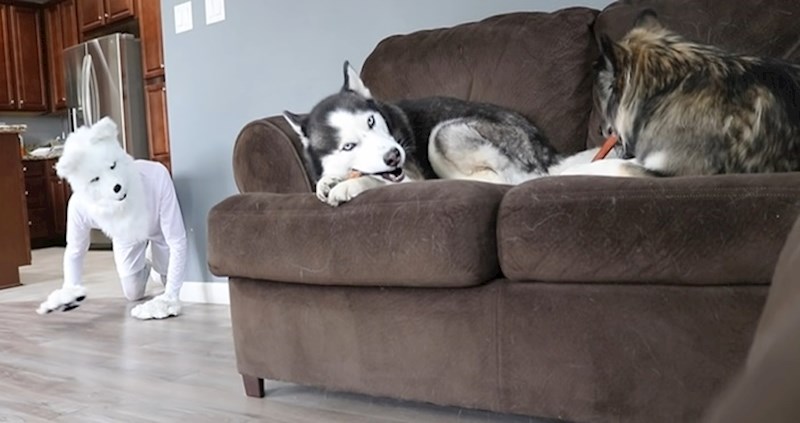 VIDEO Otkačeni vlasnik obukao kostim psa i prepao svoje haskije, evo kako su reagirali