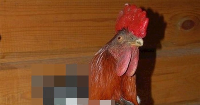 Ova jadna kokoš na leđima nosi neobičan teret