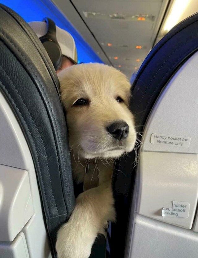 15. Jedna mala slatkica viri između sjedala u avionu🥰