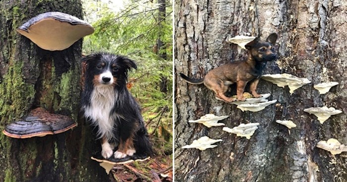 Urnebesne fotke pasa koji su iz nekog razloga odlučili sjesti na gljive