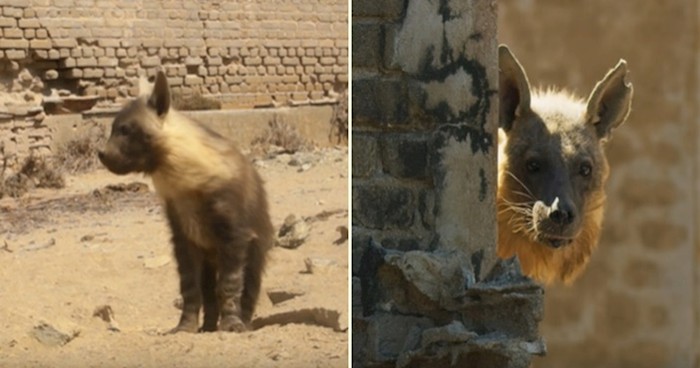 VIDEO Napušteni grad u Namibiji naselili su najrjeđi afrički predatori