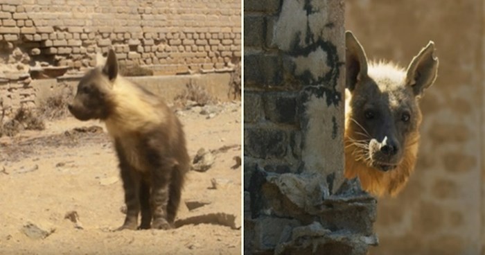 VIDEO Napušteni grad u Namibiji naselili su najrjeđi afrički predatori