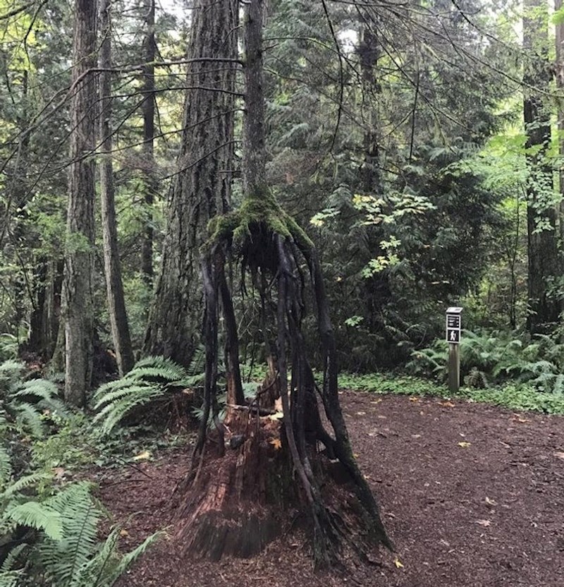 18. Stablo raste iznad debla mrtvog stabla