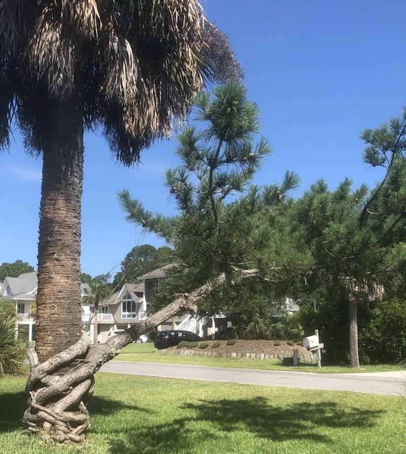 4. Novo stablo raste oko stabla palme