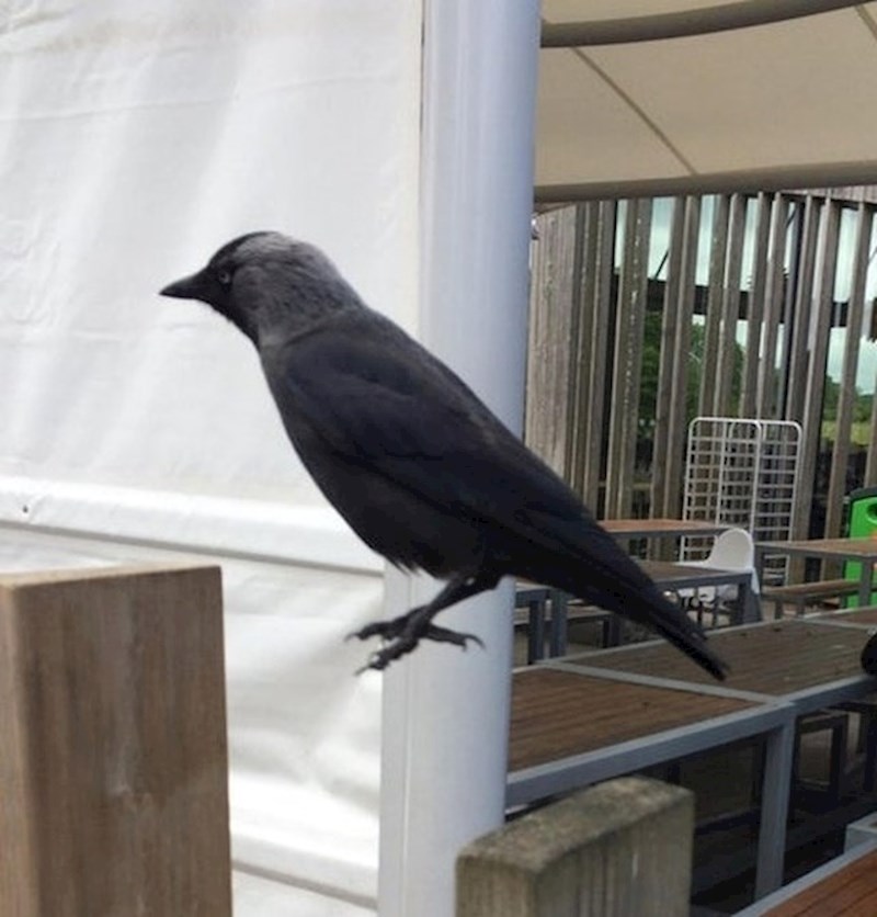 9. Čarolija Wingardium Leviosa funkcionira ako ju uspijete pravilno izgovoriti!