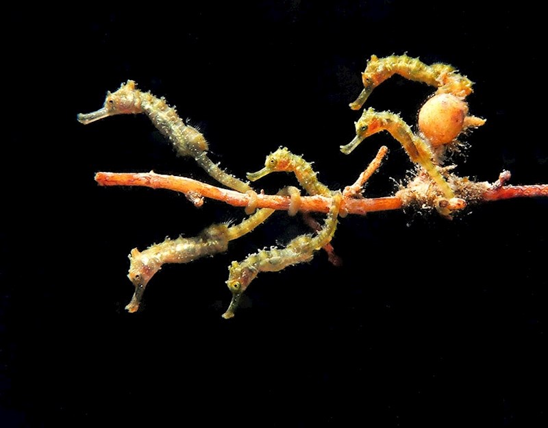 21. mjesto - Jules Casey