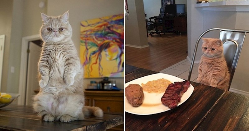 Upoznajte Georgea: Mačka koji stoji na stražnjim nogama poput čovjeka