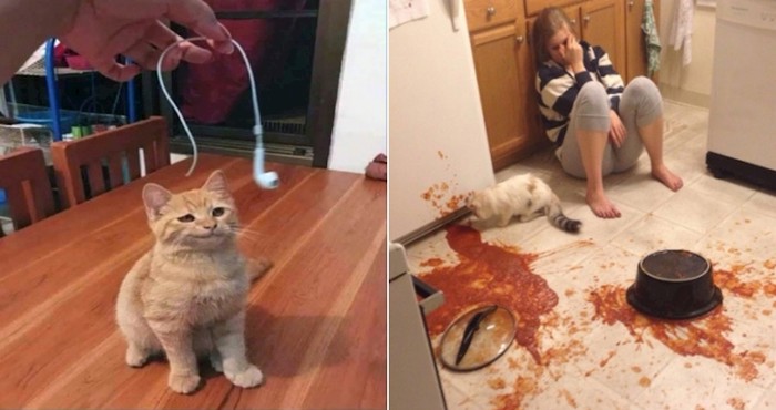 20 smiješnih fotki na kojima se vidi da život s mačkom može biti prava noćna mora
