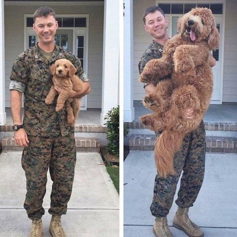 7. Psi su uvijek male bebe!🥰