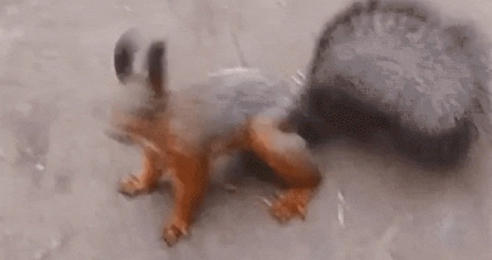 Oborit će vas s nogu način na koji ova vjeverica pokazuje da je sretna