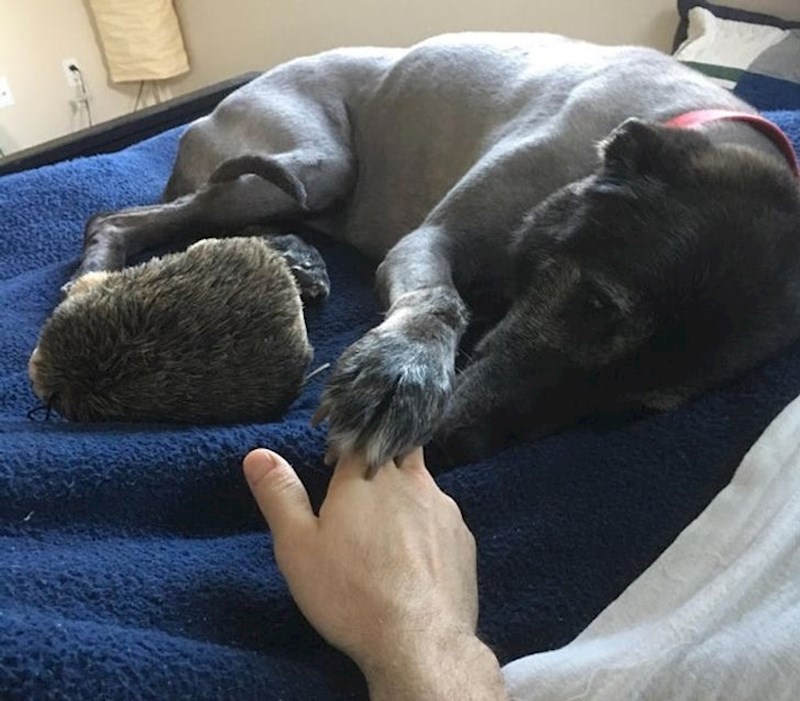 7. "Moj pas ima 13 godina i teško se kreće. Danas sam ga našla na svom krevetu na koji se već godinama ne može popeti. Ne znam kako je to izveo, ali tu je i njegov najdraži plišanac..."