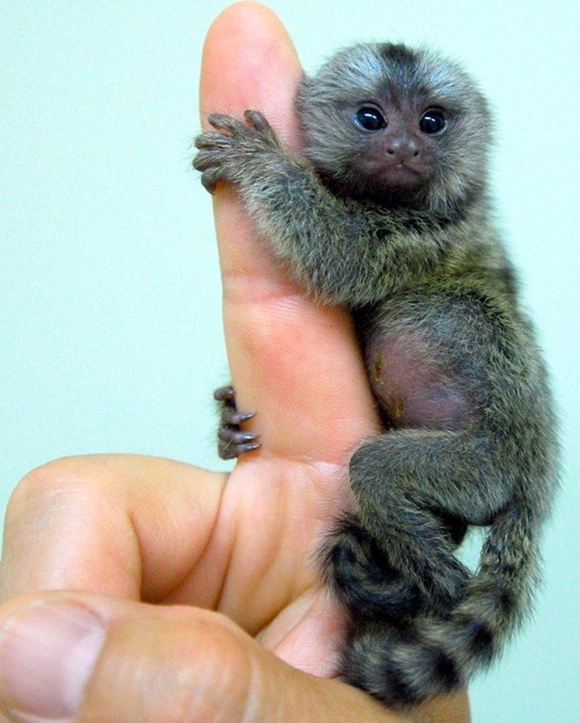 2. Beba majmunčića