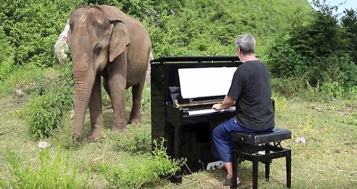 VIDEO Slijepa slonica zaplesala uz umirujuće zvukove klavira