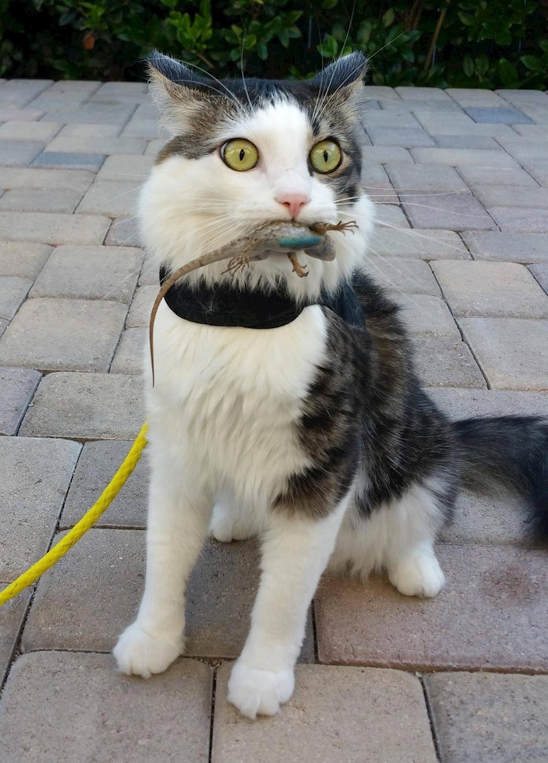 11. "Moja mačka ulovila je guštera i nemam pojma kako reagirati!"