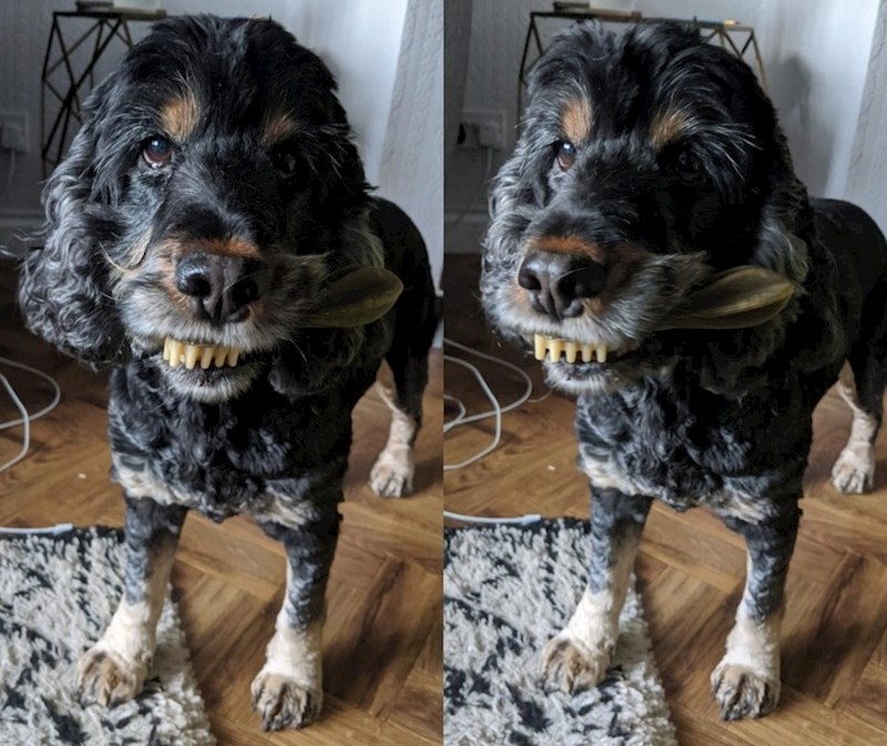 1. Pas žvače 'žvakalicu' i pri tom izgleda strašno.