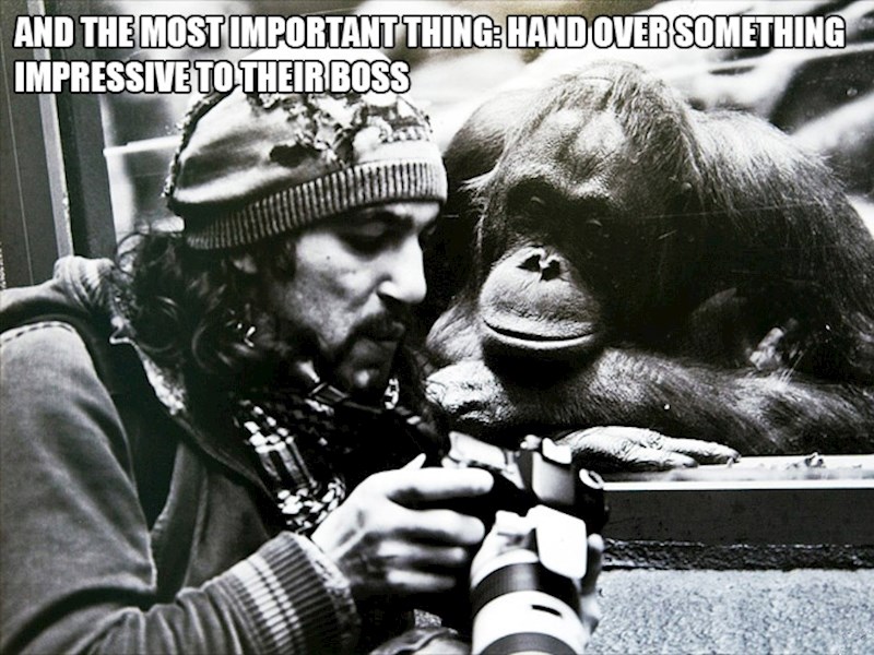 19. Najvažnije od svega je donijeti šefu dobre fotke.