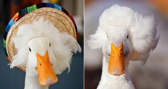Patka Gertrude postala je hit na društvenim mrežama zbog svoje čudne frizure