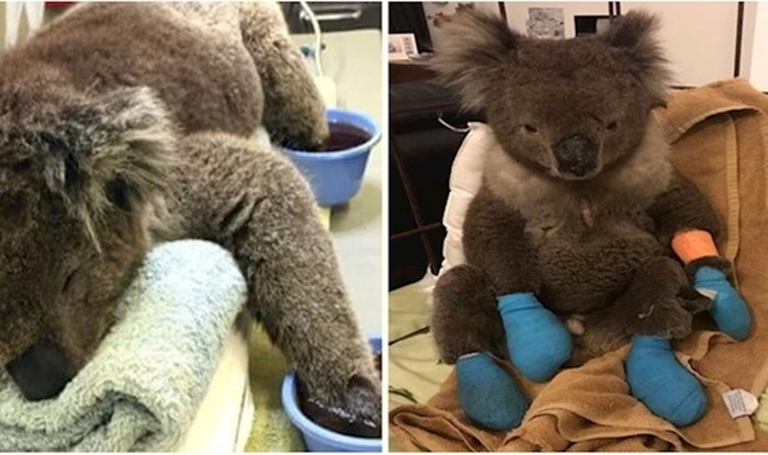 Ova preslatka koala spašena od požara dobila je novu šansu