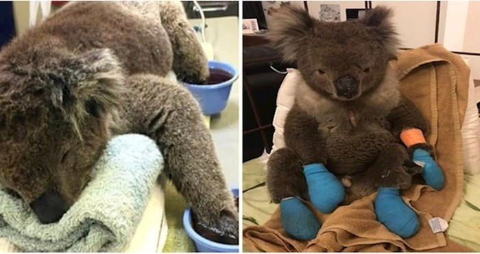 Ova preslatka koala spašena od požara dobila je novu šansu