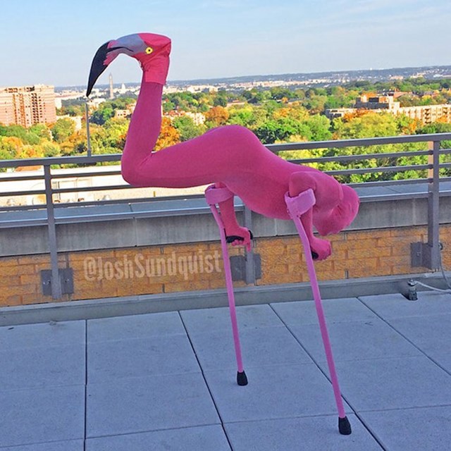 2013. oduševio je internet kostimom flaminga!