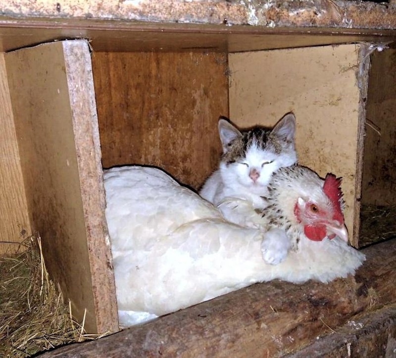 12. Misli da je ova kokoš njezina mama.