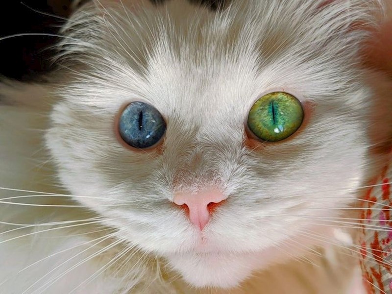 19. Ne znamo koje joj je oko ljepše, a kombinacija je ubojita!😍