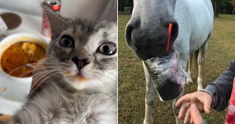 17 lukavih i vragolastih životinja koje su nekome ukrale hranu