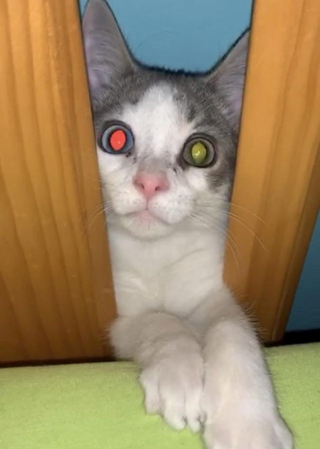 6. Maca s različitim očima, na jednom oku nemoguć je efekt "crvenih očiju"