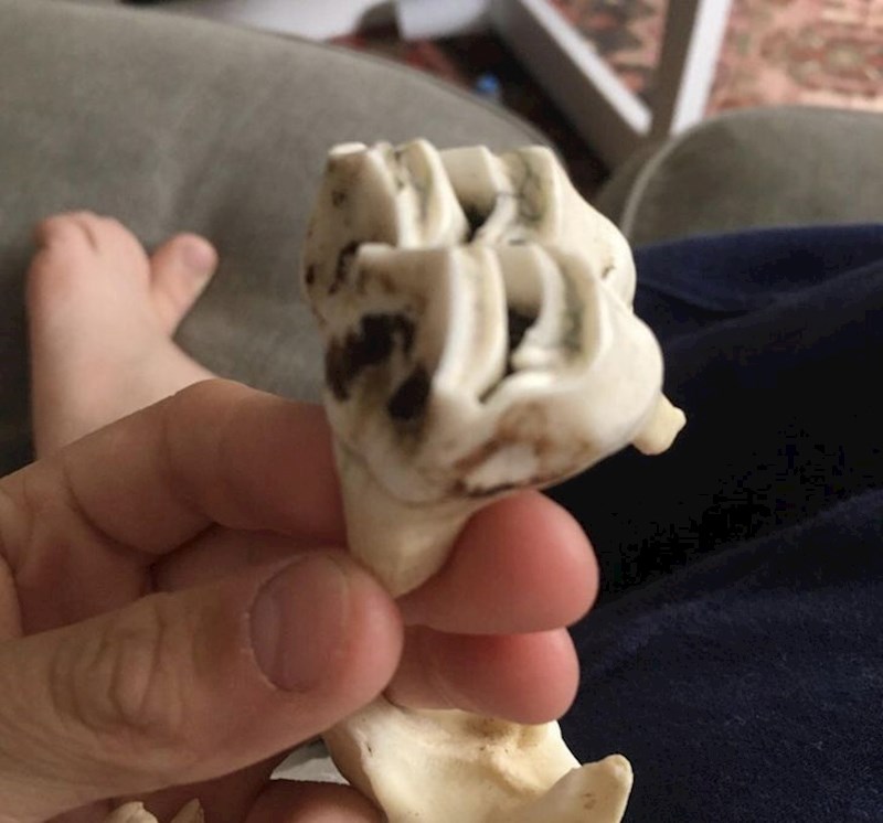 11. Sigurno nikad ne biste pogodili da je ovo zub soba!